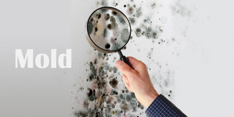 Mold Growth and Spring