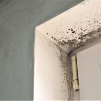 Mold growth wherever there is dampness and moisture, like basements, attics, kitchens, bathrooms or areas that have experienced flooding