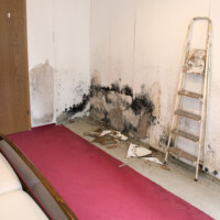 water damage moldy mildew schimmelpilz