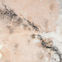 Black mould and peeling wallpaper caused by rising damp