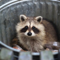 raccoon in a trash can